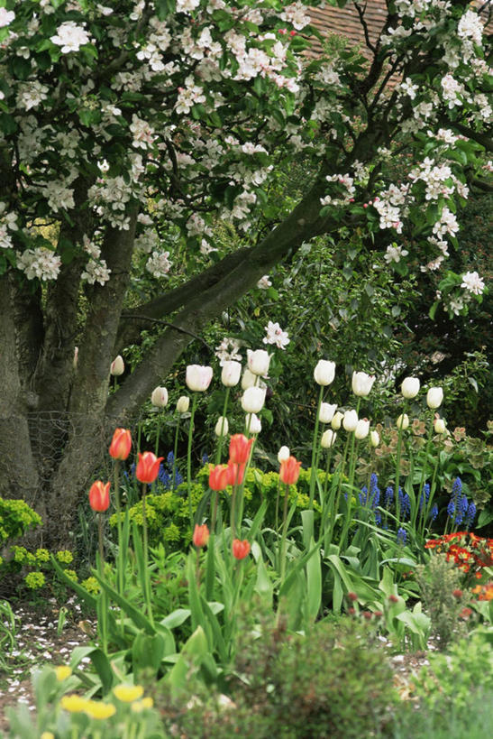 无人,竖图,室外,白天,美景,植物,郁金香,庭院,景观,自然,景色,摄影,自然风光,彩图