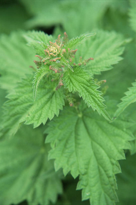 无人,竖图,室外,特写,白天,美景,植物,景观,花,自然,景色,摄影,自然风光,刺荨麻,彩图