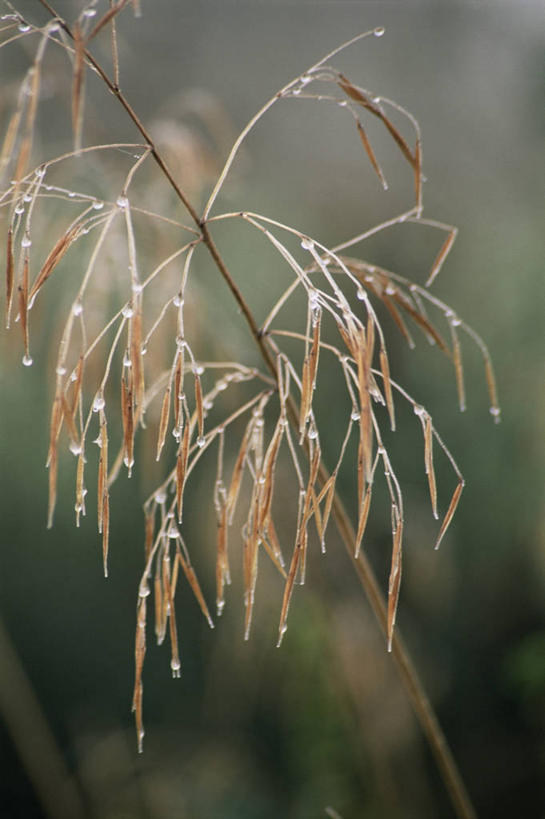 无人,竖图,室外,特写,白天,美景,植物,景观,水滴,霜,自然,景色,摄影,自然风光,彩图