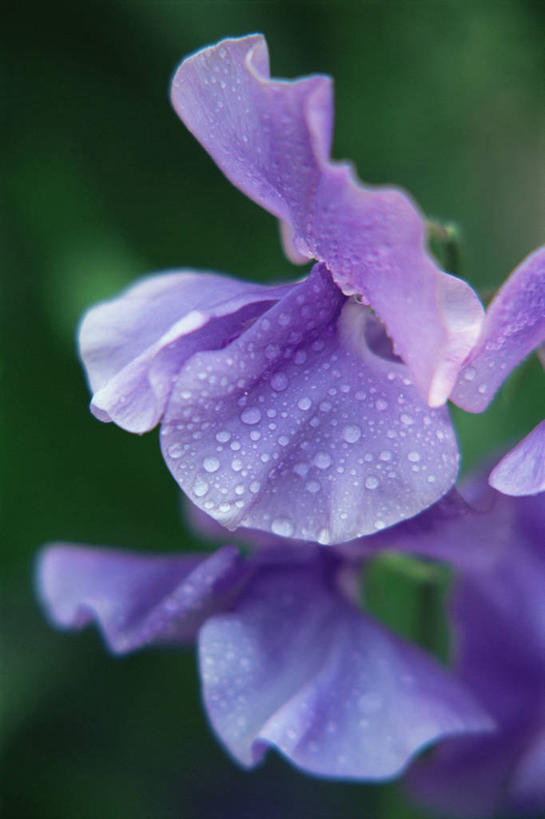 无人,竖图,室外,特写,白天,美景,水,植物,景观,香豌豆,花瓣,紫色,自然,香水,景色,摄影,脆弱,自然风光,彩图