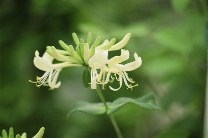 无人,攀登,横图,室外,特写,白天,美景,植物,景观,白色,自然,香水,景色,摄影,自然风光,忍冬,彩图