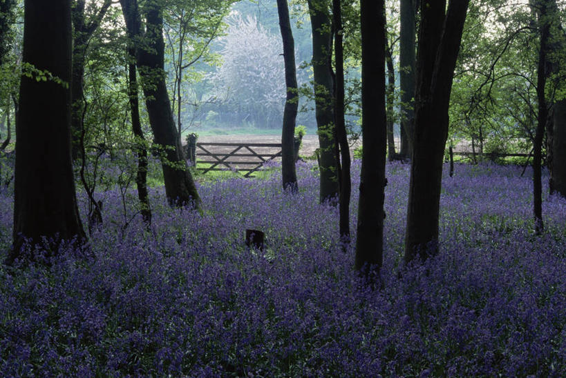 无人,横图,室外,白天,美景,树林,植物,大门,景观,紫色,自然,景色,摄影,宁静,自然风光,野风信子,彩图