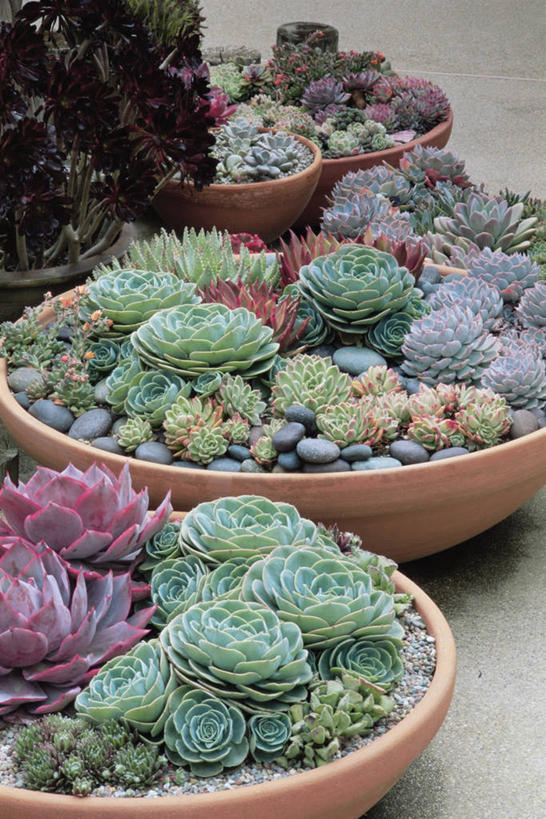 无人,竖图,室外,特写,白天,美景,植物,景观,自然,景色,摄影,自然风光,彩图,肉质植物