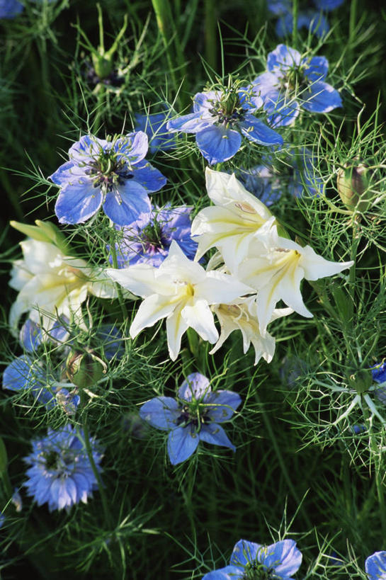 无人,竖图,室外,特写,白天,美景,植物,景观,蓝色,白色,自然,景色,摄影,多样,剑兰,自然风光,彩图