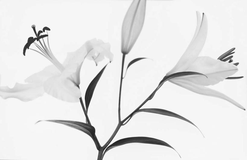 无人,横图,黑白,室外,特写,白天,美景,百合花,景观,白色,自然,景色,摄影,雄蕊,自然风光