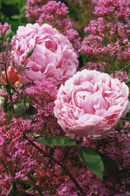 无人,竖图,室外,特写,白天,美景,玫瑰,景观,浪漫,花,粉色,自然,景色,摄影,多样,自然风光,彩图