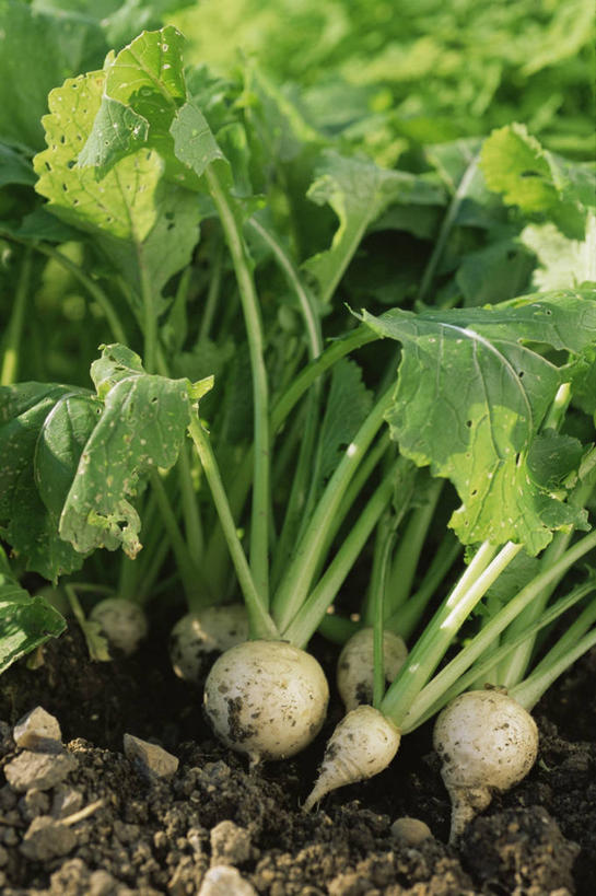 无人,竖图,室外,白天,美景,植物,蔬菜,景观,芜菁,饮食,自然,景色,摄影,有机食品,收获,清新,自然风光,健康食物,彩图