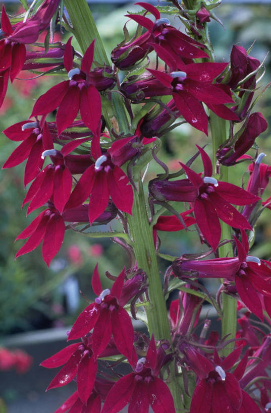 无人,竖图,室外,特写,白天,美景,植物,景观,红色,自然,景色,摄影,自然风光,彩图,半边莲属