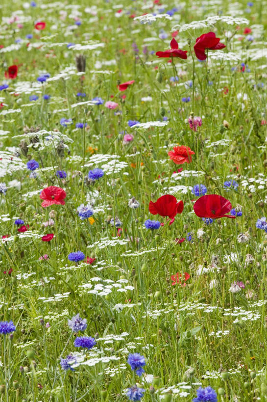 无人,竖图,室外,白天,草地,美景,植物,景观,野花,自然,景色,摄影,自然风光,矢车菊,彩图