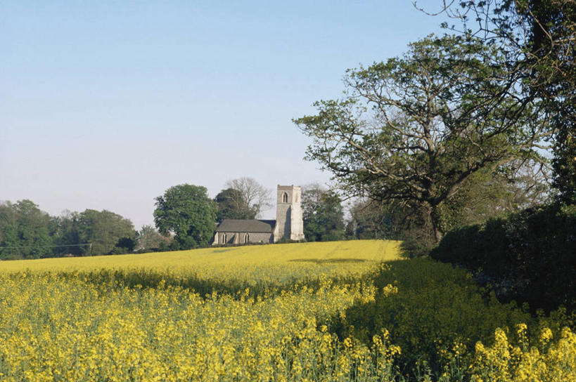 无人,横图,室外,特写,白天,农作物,美景,植物,景观,田地,花,黄色,自然,油菜花,景色,摄影,自然风光,彩图,芸苔