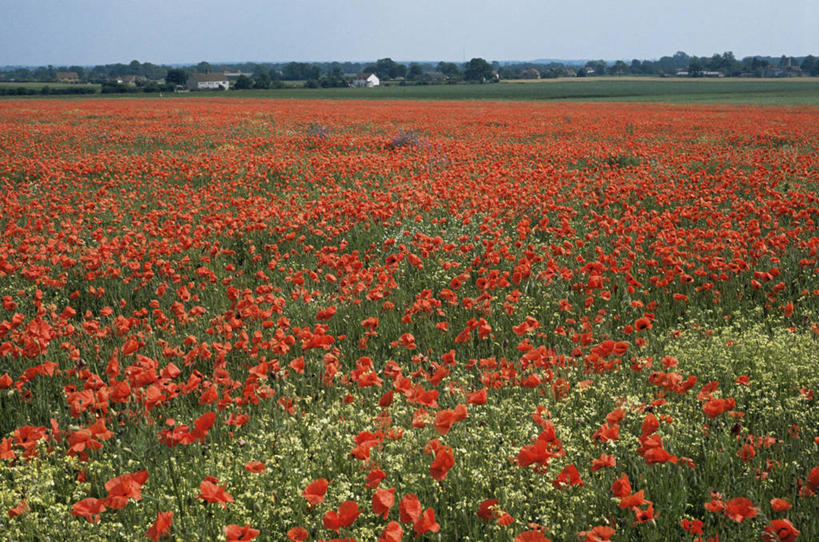 无人,横图,室外,白天,美景,植物,景观,田地,野花,红色,自然,景色,摄影,自然风光,彩图
