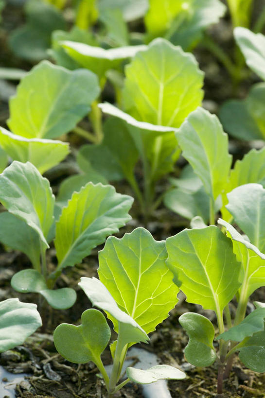 无人,竖图,室外,白天,美景,景观,食品,饮食,自然,春天,甘蓝,景色,摄影,有机食品,自然风光,健康食物,秧苗,彩图