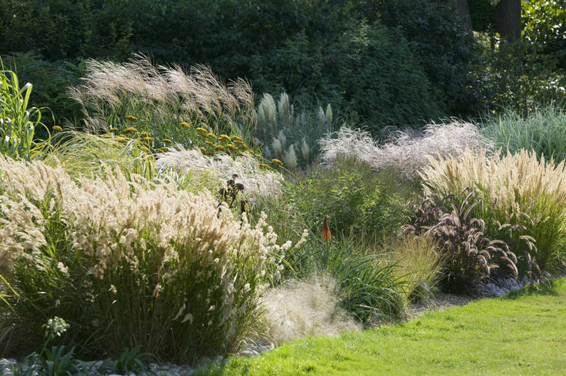 无人,横图,室外,白天,美景,景观,草,自然,景色,摄影,自然风光,观赏草,秋天,彩图