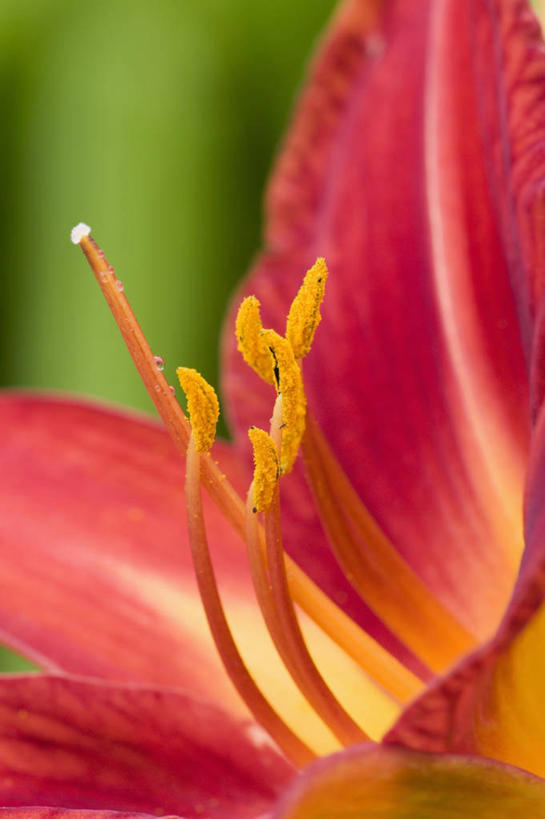 无人,竖图,室外,特写,白天,美景,萱草,盛开,景观,花蕾,花,花瓣,花朵,鲜花,一朵,红色,自然,花苞,花蕊,景色,摄影,雄蕊,自然风光,花粉,彩图