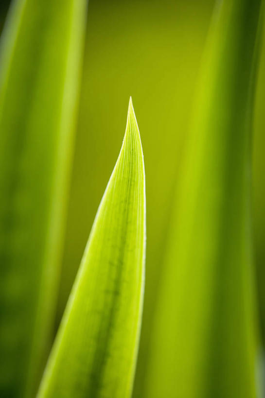 无人,竖图,室外,特写,白天,美景,植物,叶子,景观,一个,自然,景色,摄影,生长,单个,锋利,尖锐,清新,自然风光,小费,彩图