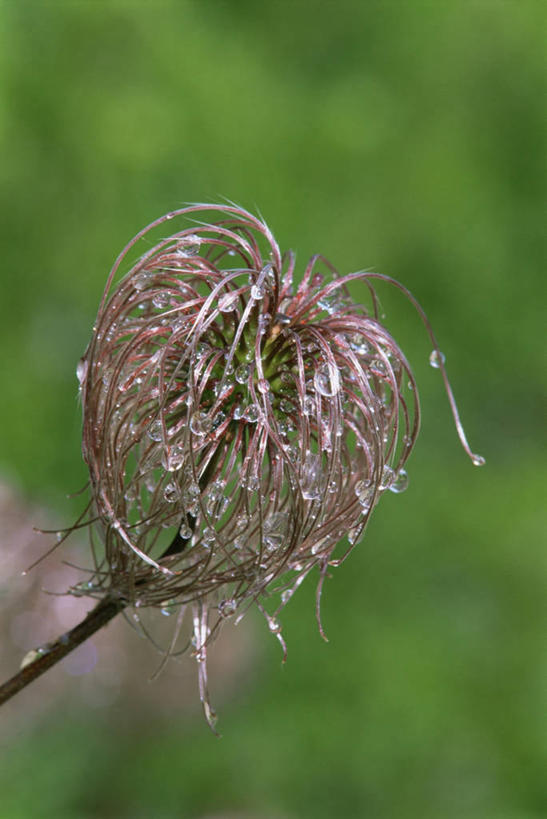 无人,竖图,室外,特写,白天,美景,水,景观,种子,自然,景色,摄影,自然风光,彩图