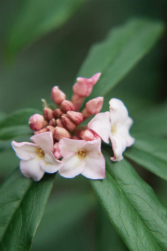 无人,竖图,室外,特写,白天,美景,植物,景观,冬天,花,白色,自然,香水,景色,摄影,自然风光,彩图