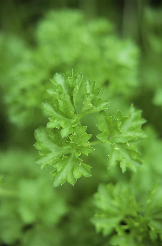 无人,竖图,室外,特写,白天,美景,植物,叶子,景观,饮食,自然,景色,摄影,有机食品,欧芹,生长,草本,清新,自然风光,全画面,全框架,全帧,全画幅