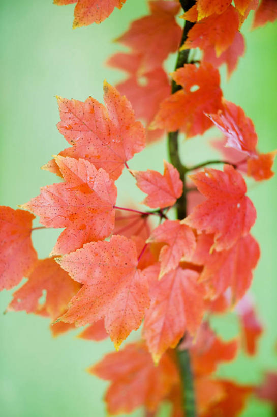 无人,竖图,彩色,室外,特写,白天,美景,植物,枫树,景观,自然,橙色,景色,摄影,五颜六色,色彩斑斓,自然风光,五彩缤纷,五彩斑斓,五光十色,红花槭,秋天
