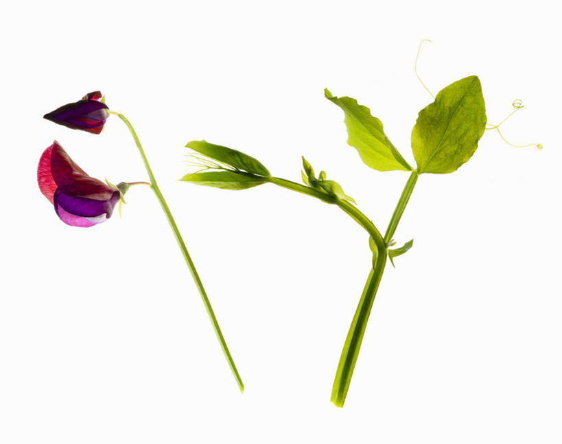 无人,横图,室外,特写,白天,白色背景,美景,植物,景观,香豌豆,花,两个,粉色,紫色,自然,景色,摄影,影棚,自然风光,摄影棚,彩图,影棚拍摄,拍摄