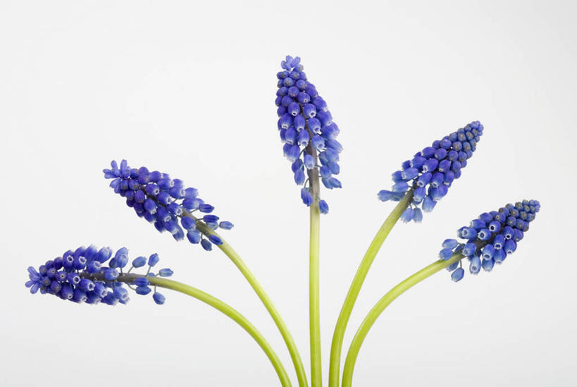 无人,横图,特写,白色背景,美景,植物,静物,五个,许多,景观,花,紫色,自然,景色,摄影,影棚,清新,自然风光,摄影棚,葡萄风信子,影棚拍摄,拍摄