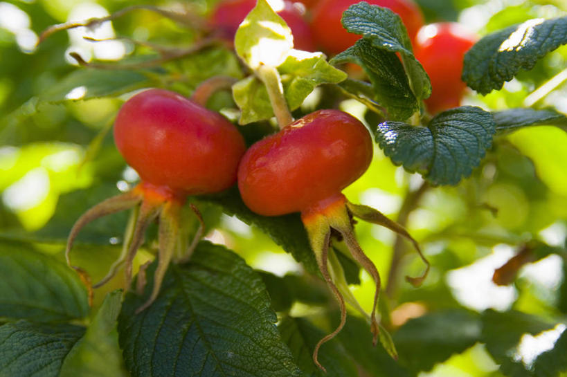 无人,横图,室外,特写,白天,美景,植物,玫瑰,浆果,水果,景观,饮食,自然,景色,摄影,臀,清新,自然风光,蔷薇果