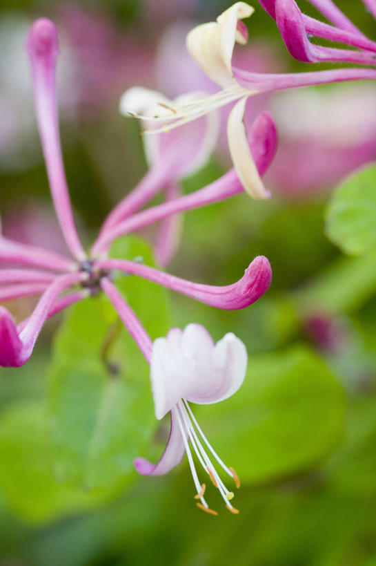无人,攀登,竖图,室外,特写,白天,美景,植物,景观,花,自然,景色,摄影,脆弱,清新,自然风光,忍冬
