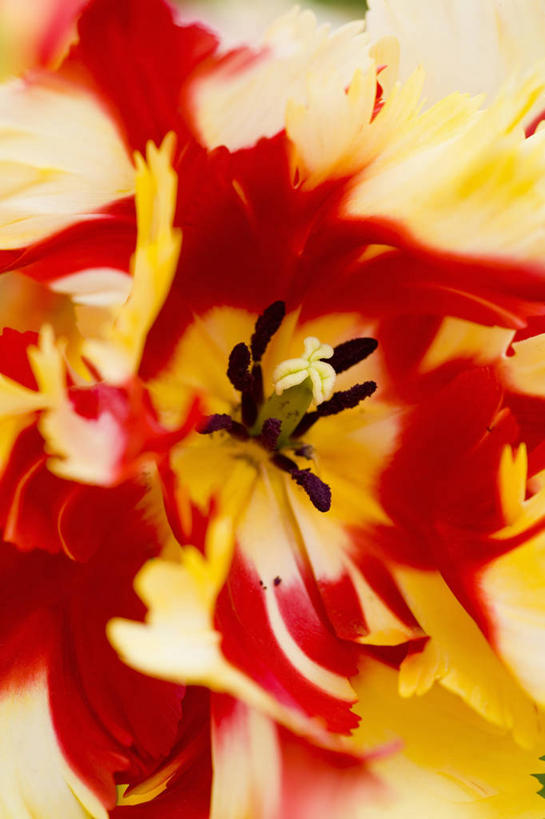 无人,竖图,室外,特写,白天,美景,植物,郁金香,景观,花,花瓣,自然,景色,摄影,鹦鹉郁金香,清新,自然风光,式样