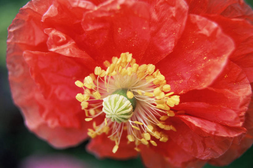 无人,横图,室外,特写,白天,美景,植物,景观,花,花瓣,红色,自然,景色,摄影,清新,自然风光,冰岛罂粟,全画面,全框架,全帧,全画幅