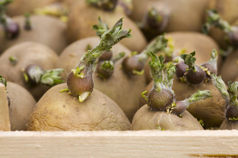 无人,横图,室外,特写,白天,美景,植物,景观,园艺,饮食,自然,景色,摄影,生长,清新,自然风光,秧苗,开端,马铃薯