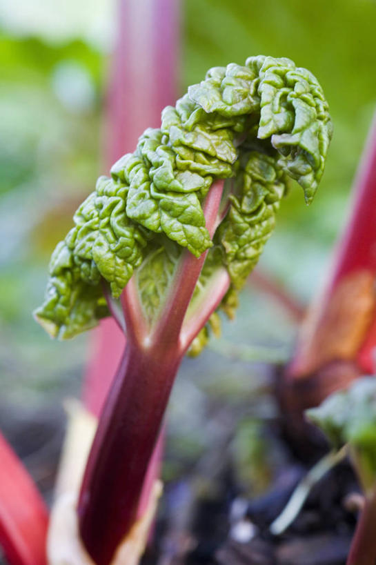 无人,竖图,室外,特写,白天,美景,植物,蔬菜,景观,园艺,茎,饮食,红色,自然,景色,摄影,有机食品,生长,清新,自然风光,大黄,健康食物,发展,开端