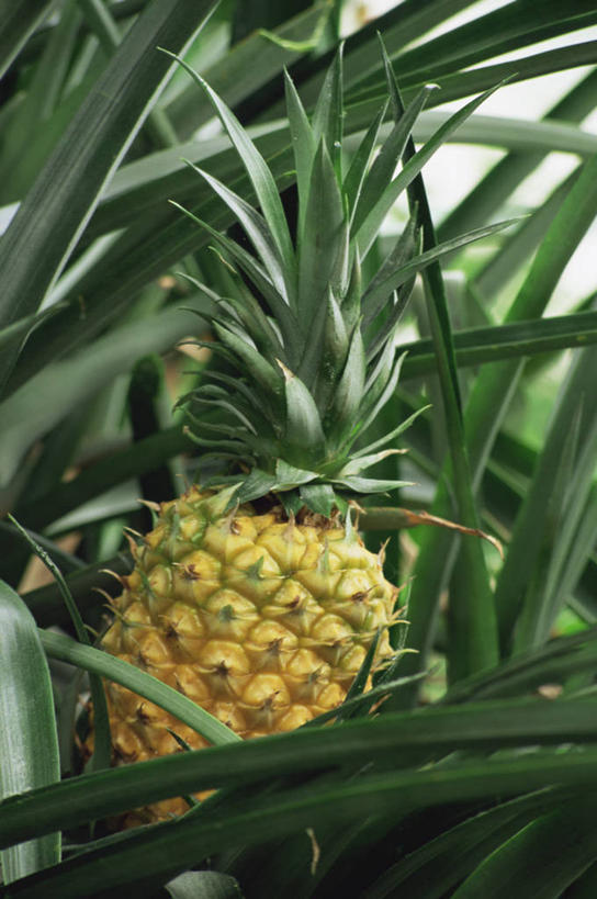 无人,竖图,室外,特写,白天,美景,植物,菠萝,水果,景观,饮食,自然,景色,摄影,有机食品,热带气候,清新,自然风光