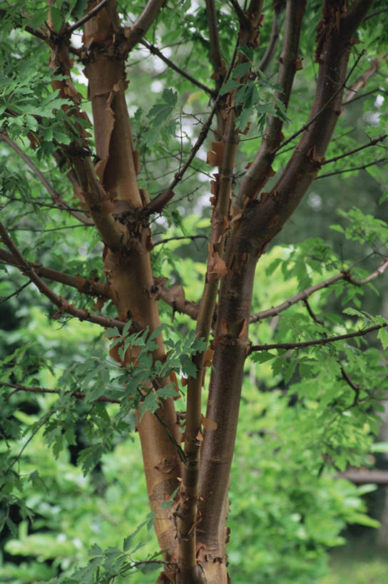 无人,竖图,室外,白天,美景,植物,枫树,景观,树皮,树,自然,景色,摄影,自然风光,落叶树