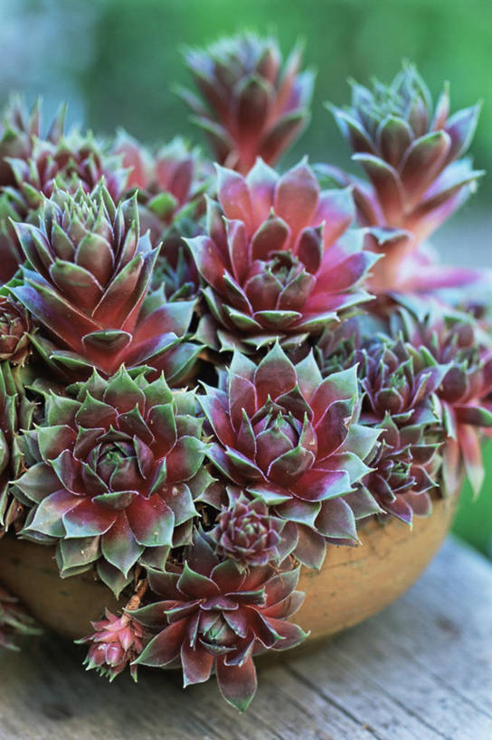 无人,竖图,室外,特写,白天,美景,植物,景观,园艺,自然,景色,摄影,石莲花,清新,自然风光,肉质植物,长生花