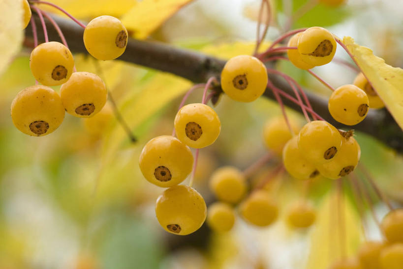 无人,横图,室外,特写,白天,美景,植物,苹果,水果,景观,海棠,果树,饮食,树,树木,绿色,自然,景色,摄影,生长,成长,清新,自然风光,苹果树