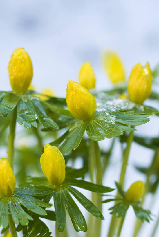 无人,竖图,室外,特写,白天,美景,植物,景观,花,黄色,自然,景色,摄影,自然风光,柔焦,冬乌头,彩图