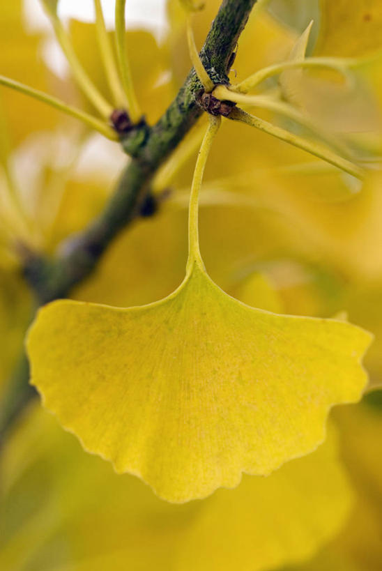 无人,竖图,室外,特写,白天,美景,植物,银杏树,叶子,景观,黄色,自然,景色,摄影,清新,自然风光,秋天