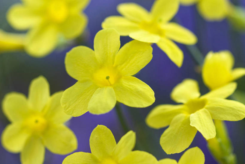 无人,横图,室外,特写,白天,美景,植物,许多,紫色背景,景观,冬天,很多,花,花瓣,茉莉,黄色,紫色,自然,景色,摄影,灌木,清新,自然风光,全画面,全框架,全帧,全画幅