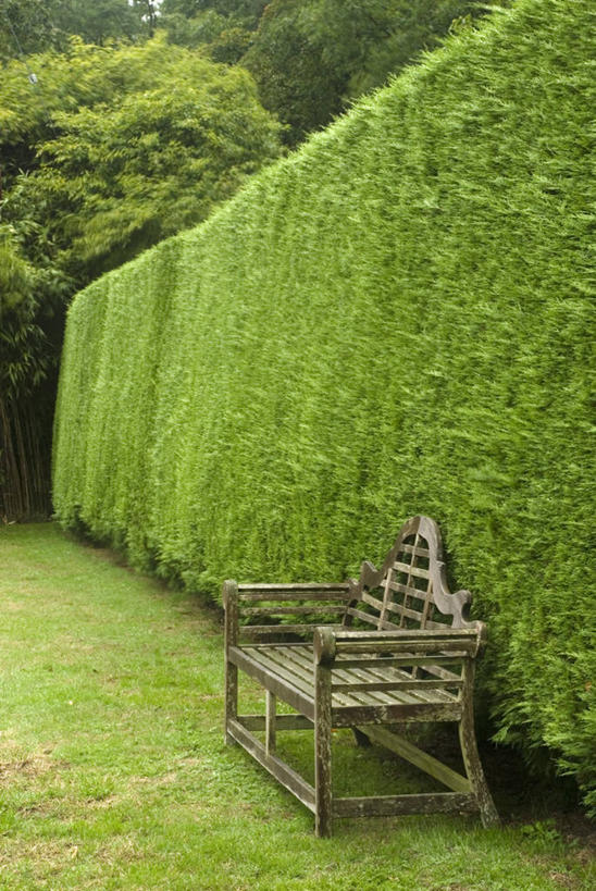 无人,竖图,室外,白天,美景,植物,长椅,景观,园艺,自然,景色,摄影,宁静,自然风光,常绿树,树篱