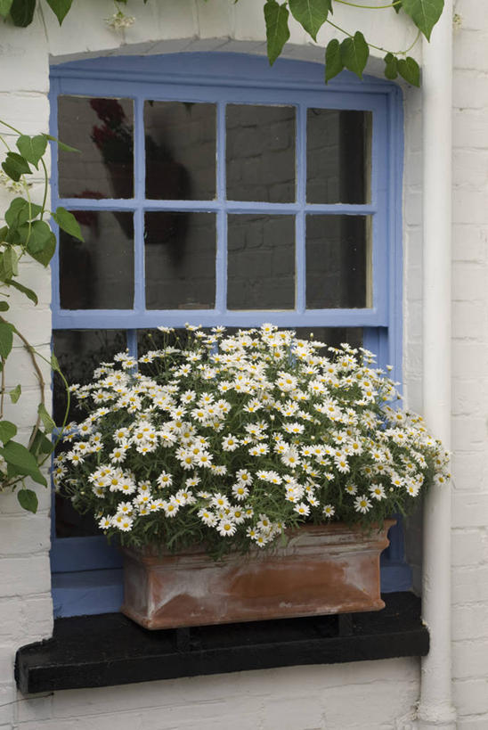 无人,竖图,室外,白天,美景,植物,景观,园艺,茼蒿菊,花,蓝色,自然,景色,摄影,窗框,清新,自然风光