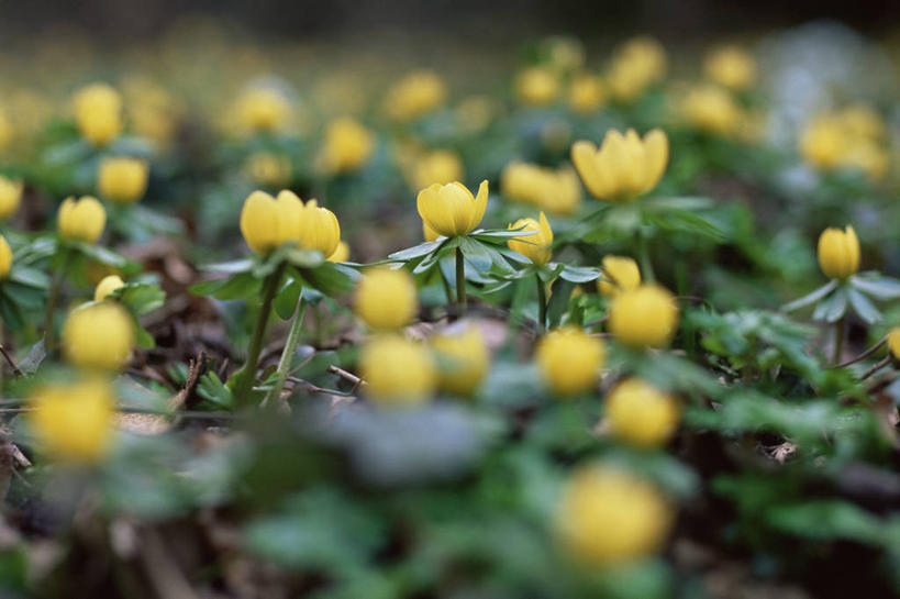 无人,横图,室外,特写,白天,美景,植物,景观,花,黄色,自然,景色,摄影,自然风光,冬乌头,彩图