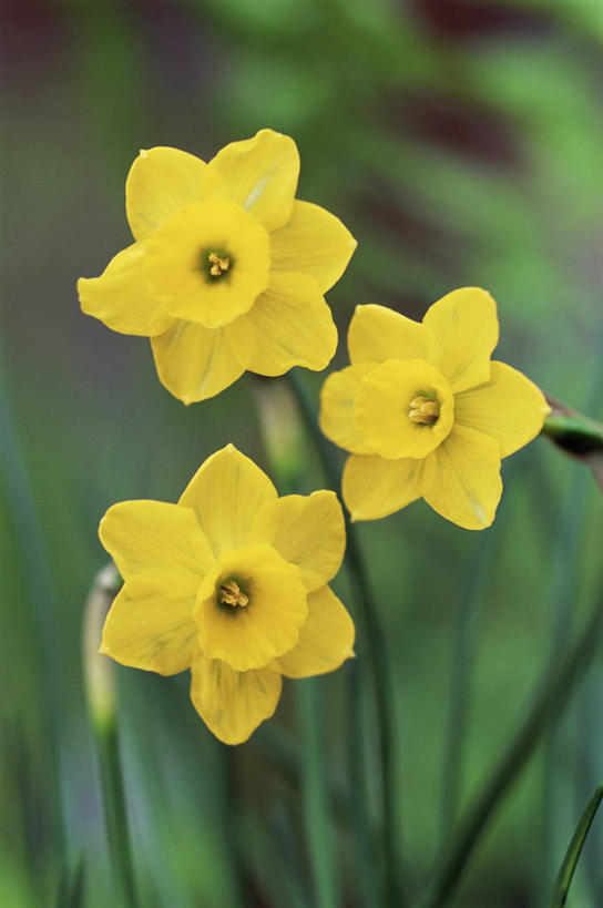 无人,竖图,室外,白天,美景,植物,水仙花,景观,花,三个,黄色,自然,春天,景色,摄影,生长,自然风光,彩图