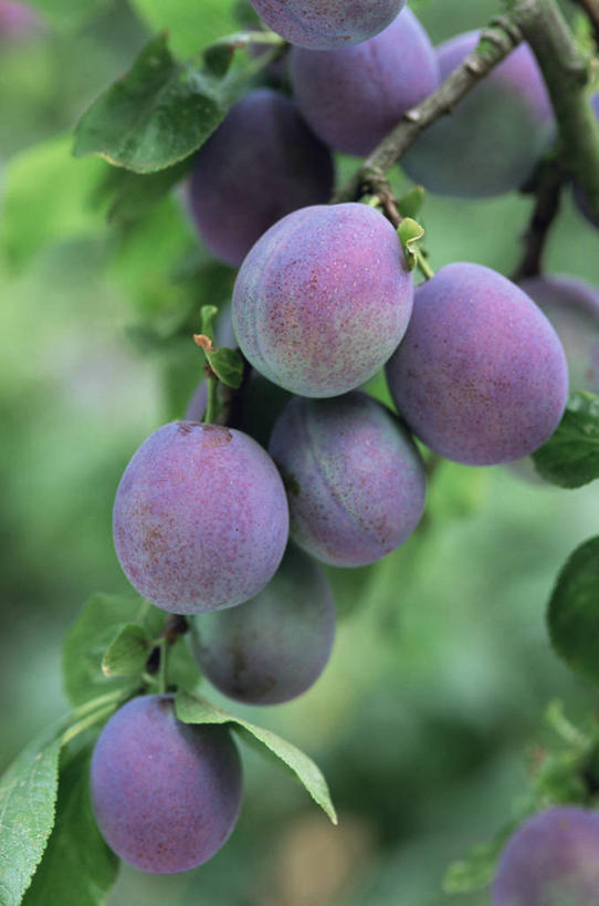 无人,竖图,室外,特写,白天,美景,植物,李子,水果,景观,饮食,紫色,自然,景色,摄影,有机食品,清新,自然风光,健康食物