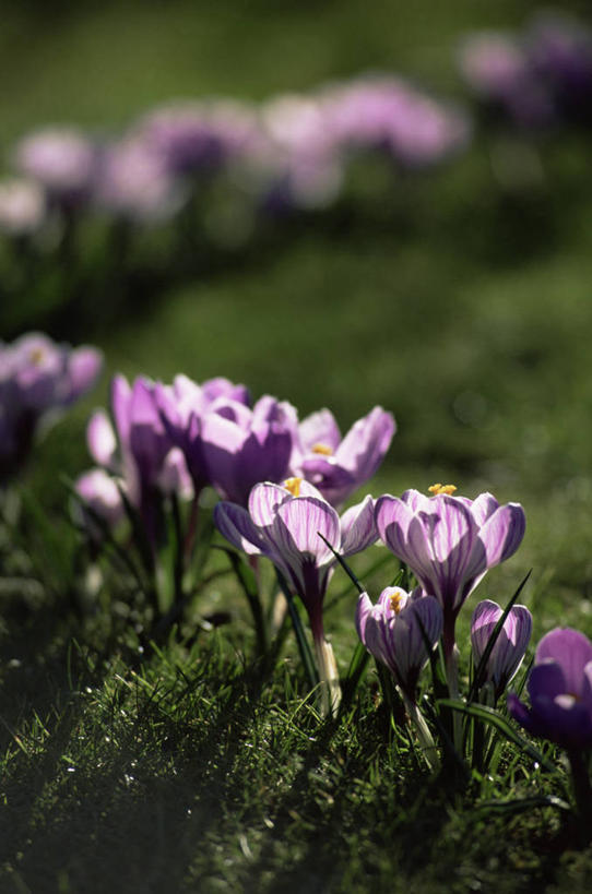 无人,竖图,室外,特写,白天,快乐,美景,植物,日光,景观,藏红花,花,紫色,自然,景色,摄影,生长,保护,番红花,清新,自然风光,逆光,视角,西红花,开端