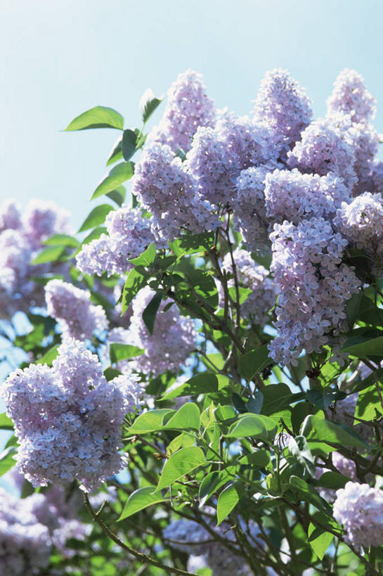 无人,竖图,室外,白天,美景,植物,丁香花,景观,花,紫色,自然,春天,景色,摄影,生长,灌木,清新,自然风光