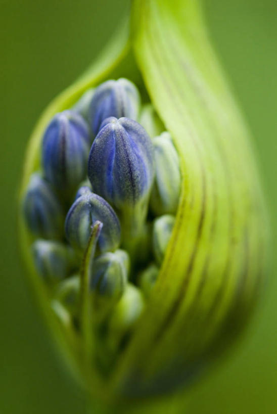 无人,竖图,室外,特写,白天,美景,植物,开,景观,花蕾,花,蓝色,自然,景色,摄影,生长,非洲百合,清新,显现,自然风光,开端