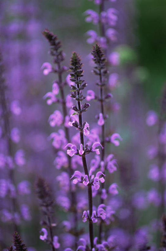 无人,竖图,室外,特写,白天,美景,植物,景观,尖顶,花,紫色,自然,景色,摄影,鼠尾草,清新,自然风光