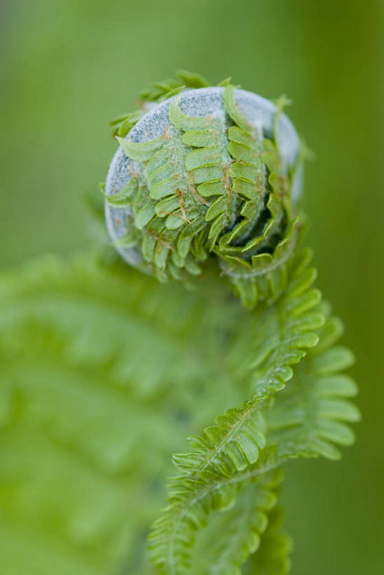 无人,竖图,室外,特写,白天,美景,植物,叶子,开,景观,一个,绿色,自然,景色,摄影,单个,蕨类,自然风光,复叶,彩图