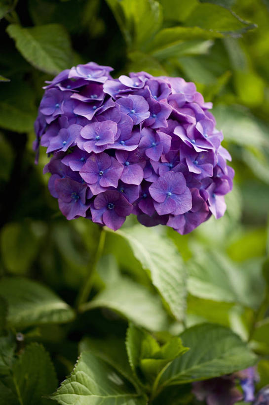 无人,竖图,室外,特写,白天,骄傲,美景,植物,八仙花,景观,花,紫色,自然,绣球花,景色,摄影,灌木,紫阳花,洋绣球,自然风光,草绣球,斗球,七变化,粉团花,善变,彩图