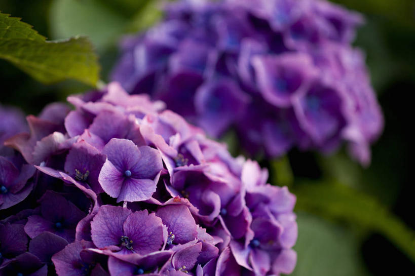 无人,横图,室外,特写,白天,骄傲,美景,植物,八仙花,景观,花,紫色,自然,绣球花,景色,摄影,紫阳花,洋绣球,自然风光,草绣球,斗球,七变化,粉团花,善变,彩图